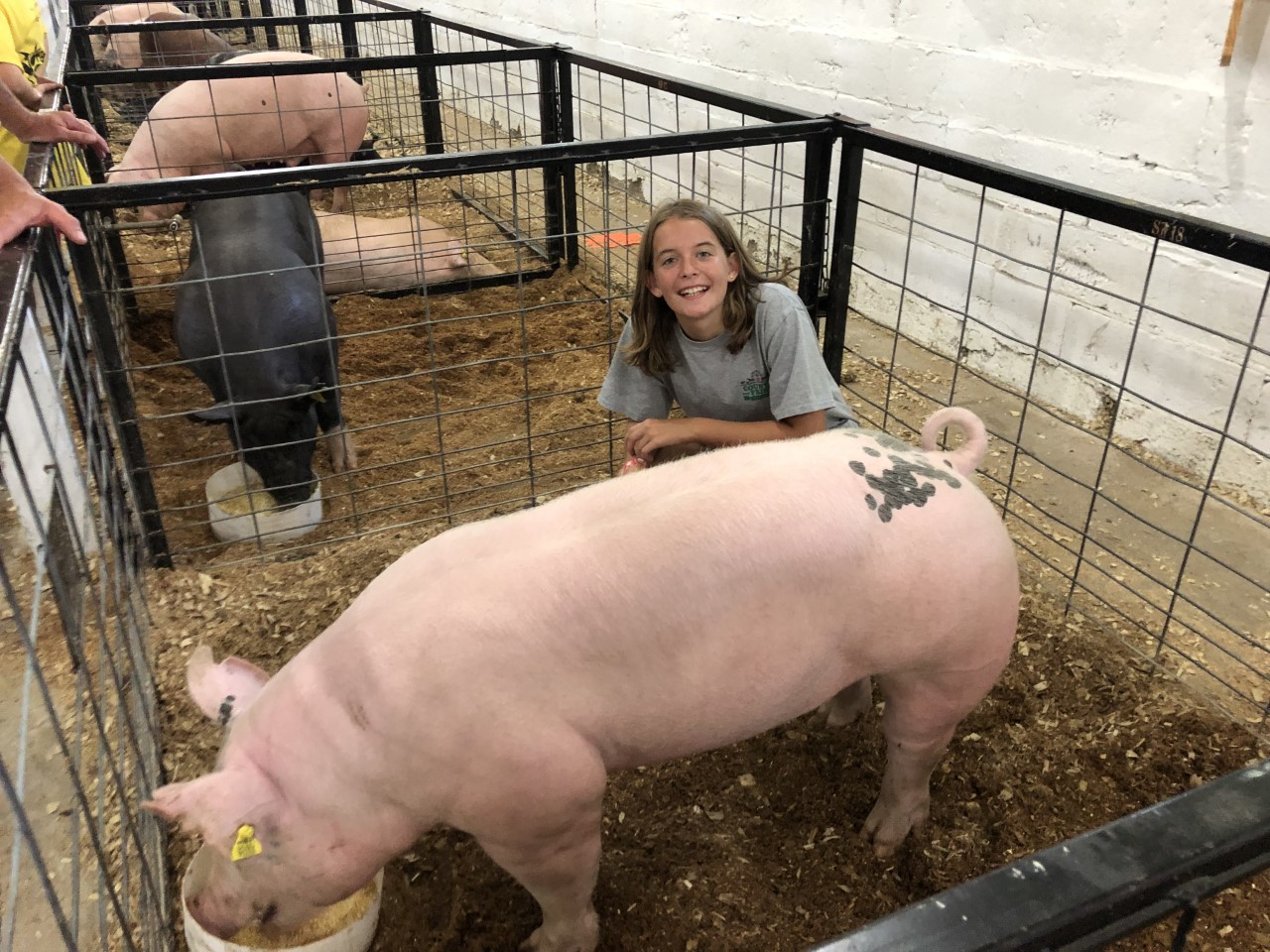 2019 Bay County Fair, Reserve Champion Market Hog, Sired by Keg Stand, Bred by Humprey's Healthy Hogs
