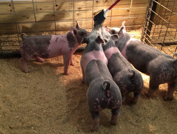 Sales – Arbuckle Farms & Arbuckle Show Pigs